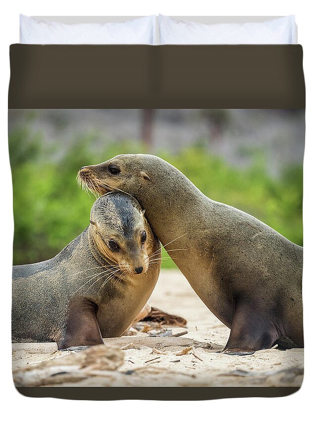 Animal Duvet Cover featuring the photograph Galapagos Sea Lion Pair Nuzzling by Tui De Roy