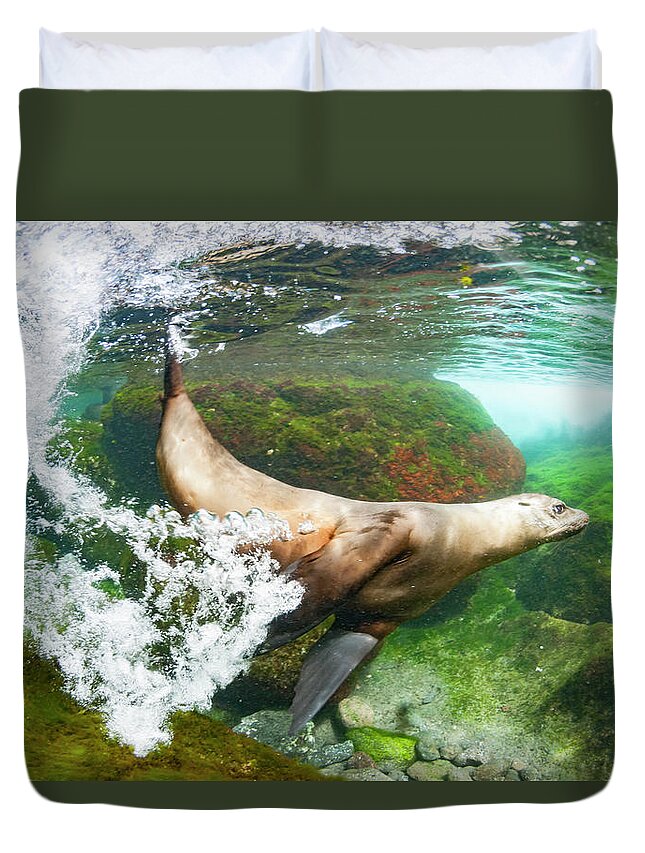 Animals Duvet Cover featuring the photograph Galapagos Sea Lion Underwater by Tui De Roy