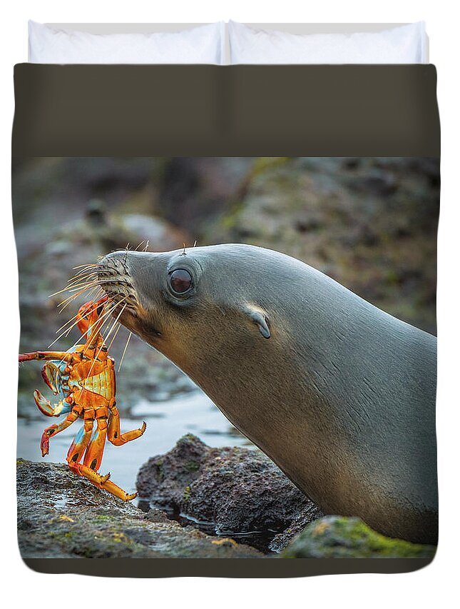 Adult Duvet Cover featuring the photograph Galapagos Sea Lion With Sally Lightfoot by Tui De Roy