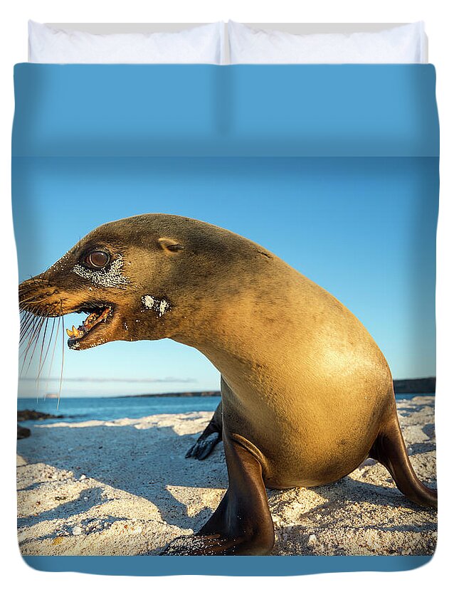 Animal In Habitat Duvet Cover featuring the photograph Galapgos Sea Lion On Moquera Island by Tui De Roy