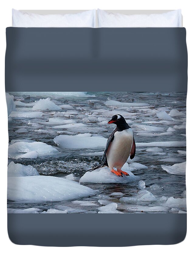 Vertebrate Duvet Cover featuring the photograph Gentoo Penguin, Antarctica by Mint Images/ Art Wolfe