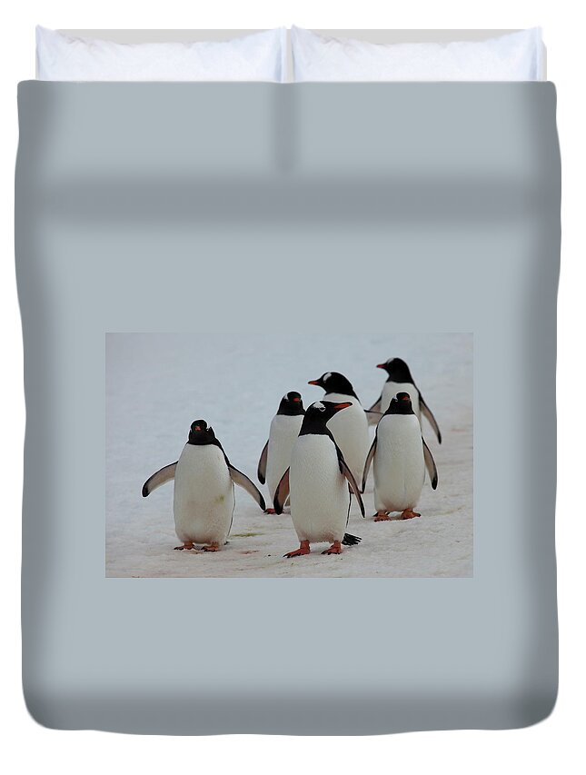Snow Duvet Cover featuring the photograph Gentoo Penguins In Antarctica by Scott Portelli