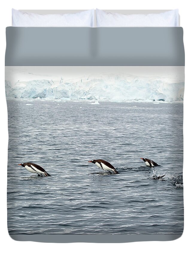 Iceberg Duvet Cover featuring the photograph Gentoo Penguins Pygoscelis Papua In The by Jim Julien / Design Pics