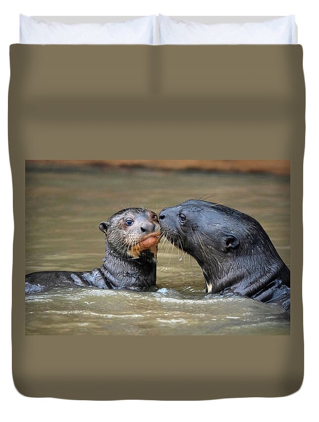 00640554 Duvet Cover featuring the photograph Giant River Otter Nuzzling Pup by Hiroya Minakuchi