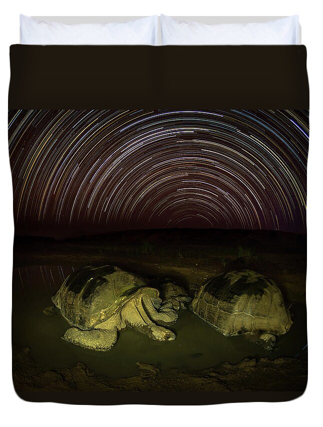 Animal Duvet Cover featuring the photograph Giant Tortoises Wallow Under Star Trails by Tui De Roy