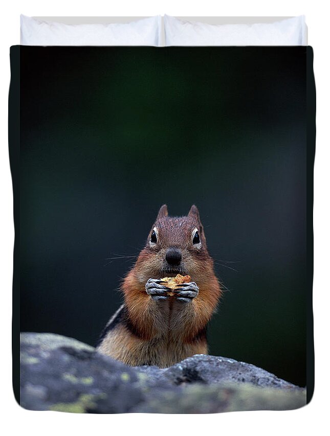 Animal Themes Duvet Cover featuring the photograph Golden Mantled Squirrel Eating by Art Wolfe