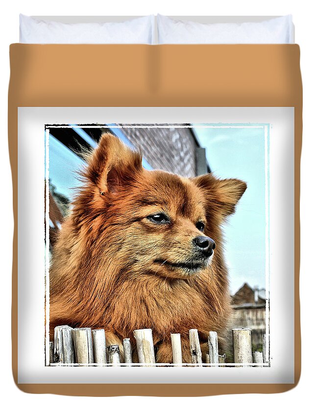 Toy Dog Duvet Cover featuring the photograph Golden Pomeranian dog by Heidi De Leeuw
