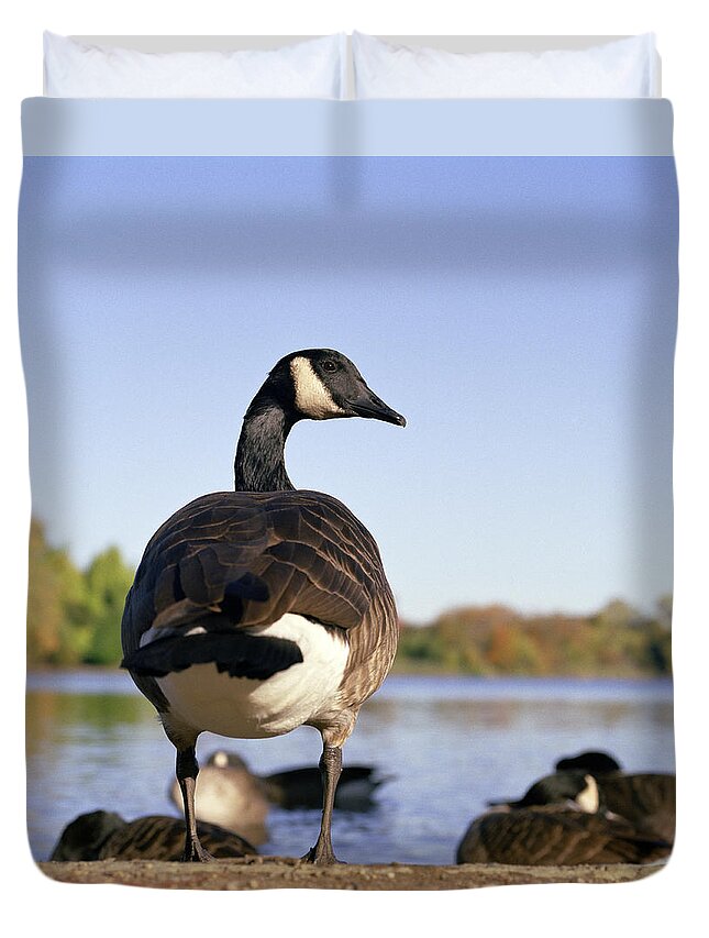 Clear Sky Duvet Cover featuring the photograph Goose By Pond In Park by Matt Carr