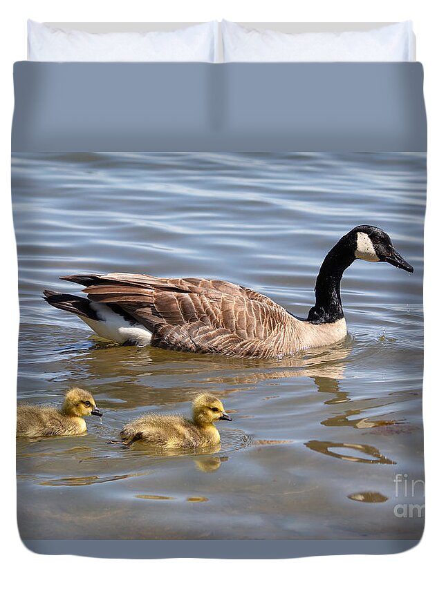 Photography Duvet Cover featuring the photograph Goslings swimming with Parent by Alma Danison