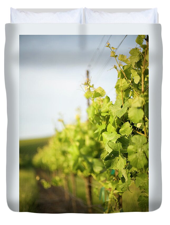 Outdoors Duvet Cover featuring the photograph Grape Vines In Spring by Sarasang
