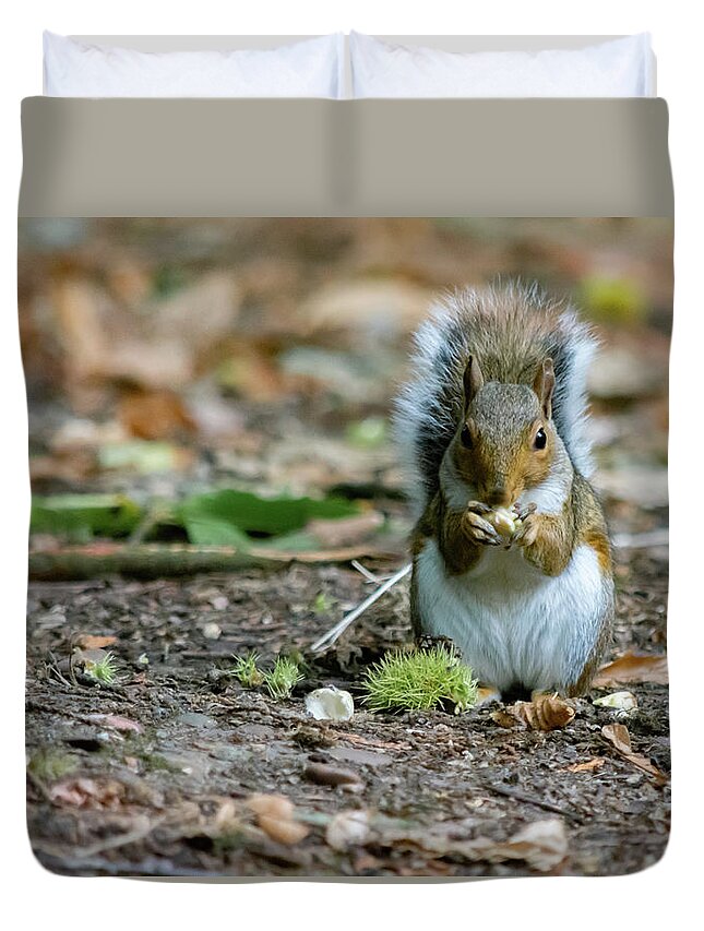Acorn Duvet Cover featuring the photograph Gray squirrel stood upright eating a nut by Scott Lyons