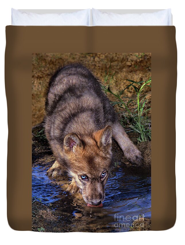 Gray Wolf Duvet Cover featuring the photograph Gray Wolf Pup Endangered Species Wildlife Rescue by Dave Welling