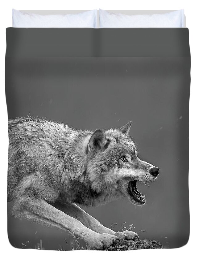 Disk1215 Duvet Cover featuring the photograph Gray Wolf Snarling by Tim Fitzharris
