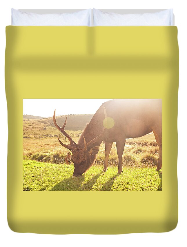Horned Duvet Cover featuring the photograph Grazing Deer by Flash Parker