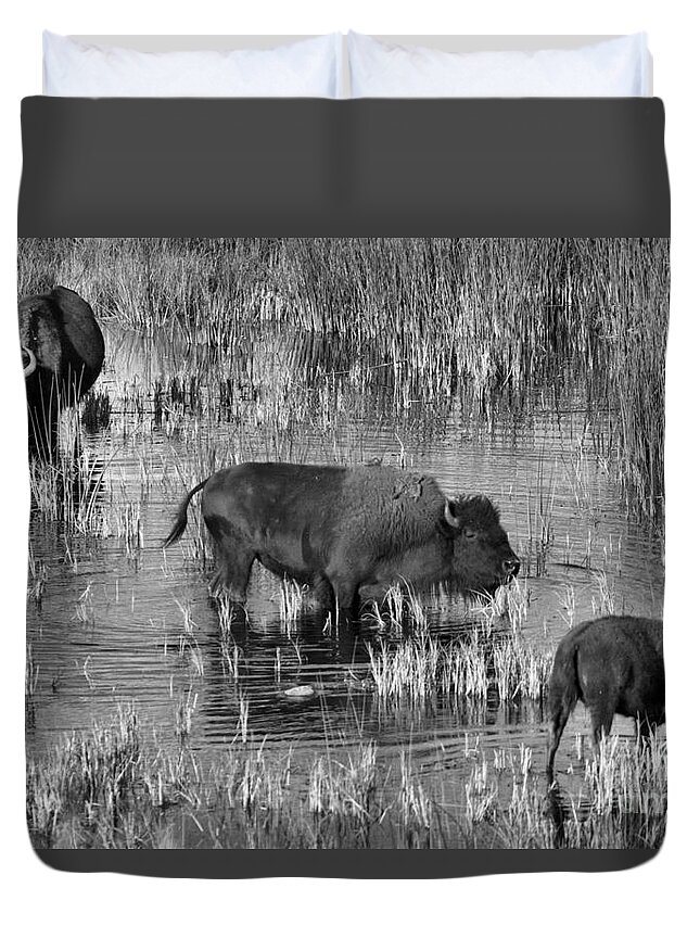 Bison Duvet Cover featuring the photograph Grazing In The Slough Creek Marsh Black And White by Adam Jewell