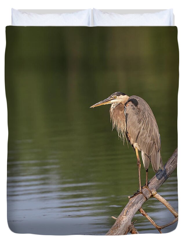 Great Blue Heron Duvet Cover featuring the photograph Great Blue Heron 2019-15 by Thomas Young