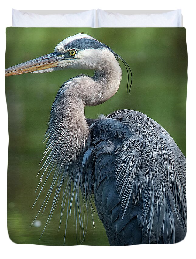 Nature Duvet Cover featuring the photograph Great Blue Heron after Preening DMSB0157 by Gerry Gantt