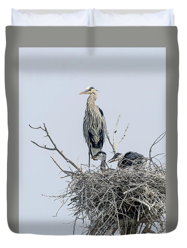 Stillwater Wildlife Refuge Duvet Cover featuring the photograph Great Blue Heron Rookery 3 by Rick Mosher