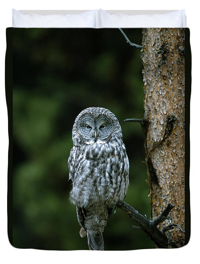 Great Gray Owl Duvet Cover featuring the photograph Great Gray Owl Strix Nebulosa On Perch by Riccardo Savi