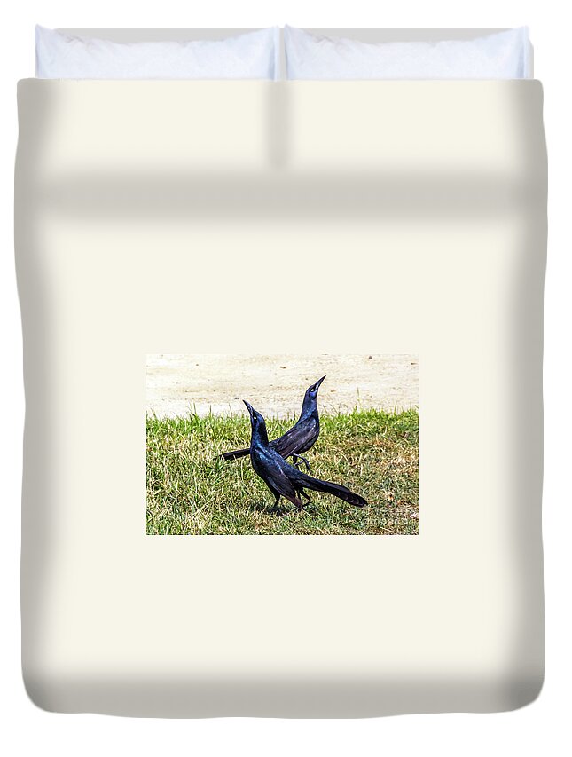 Great-tailed Grackle Duvet Cover featuring the photograph Great-tailed Grackles Looking Up by Kate Brown