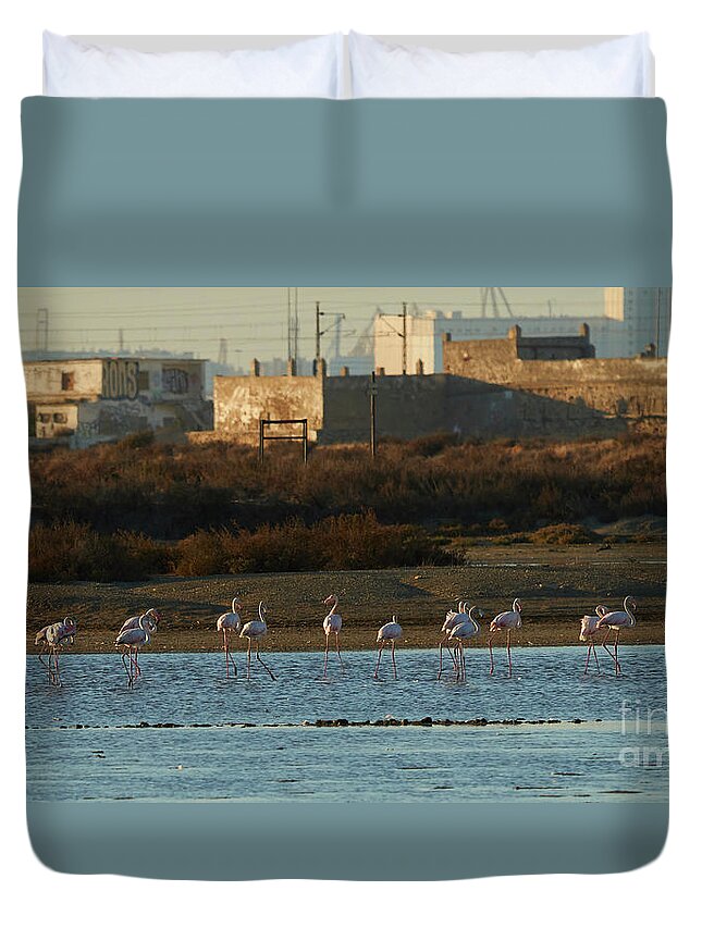 Flamingo Duvet Cover featuring the photograph Greater Flamingo at Arillo River by Pablo Avanzini