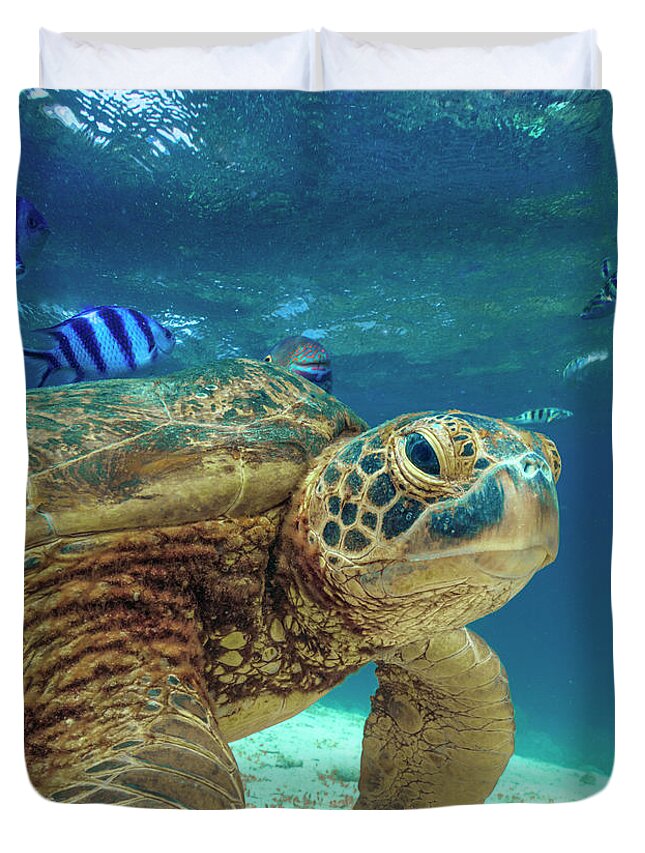 00586423 Duvet Cover featuring the photograph Green Sea Turtle, Balicasag Island, Philippines by Tim Fitzharris