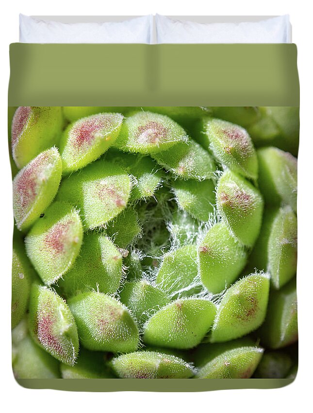 Green Sempervivum Hairs Duvet Cover featuring the photograph Green Sempervivum Top Down Close Up by Scott Lyons