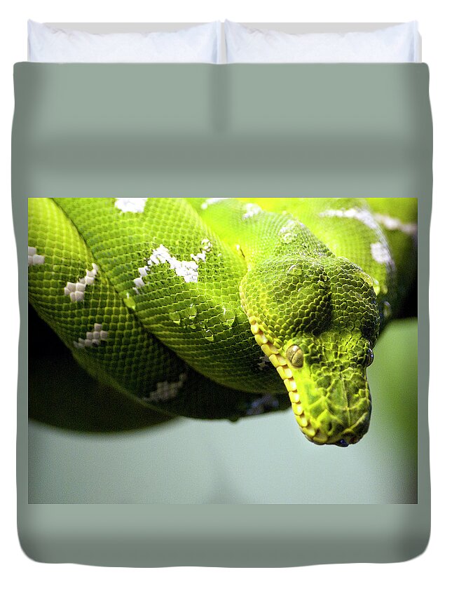 Toronto Duvet Cover featuring the photograph Green Snake Curled And Resting by Gail Shotlander
