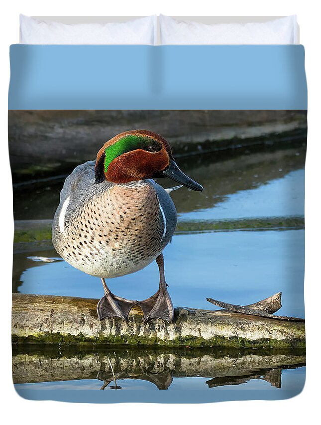 Green-winged Teal Duvet Cover featuring the photograph Green-winged Teal on a Log by Kathleen Bishop