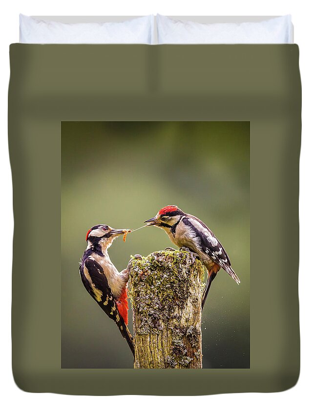 Animal Duvet Cover featuring the photograph Greta Spotted Woodpecker Parent And by Peter Orr Photography