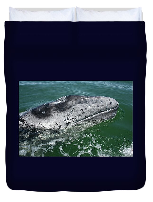 Latin America Duvet Cover featuring the photograph Grey Whale Head by Serengeti130