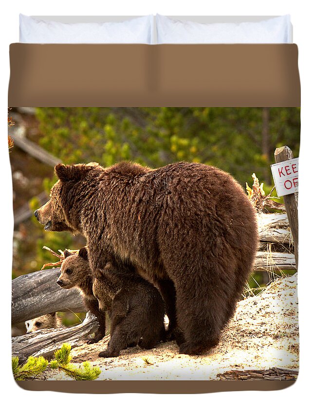 Grizzly Bears Duvet Cover featuring the photograph Grizzly COYs Waiting For Direction by Adam Jewell