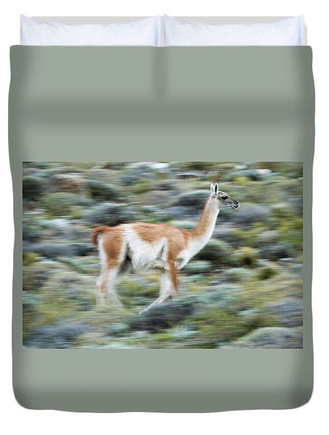 Sebastian Kennerknecht Duvet Cover featuring the photograph Guanaco On The Run, Patagonia by Sebastian Kennerknecht