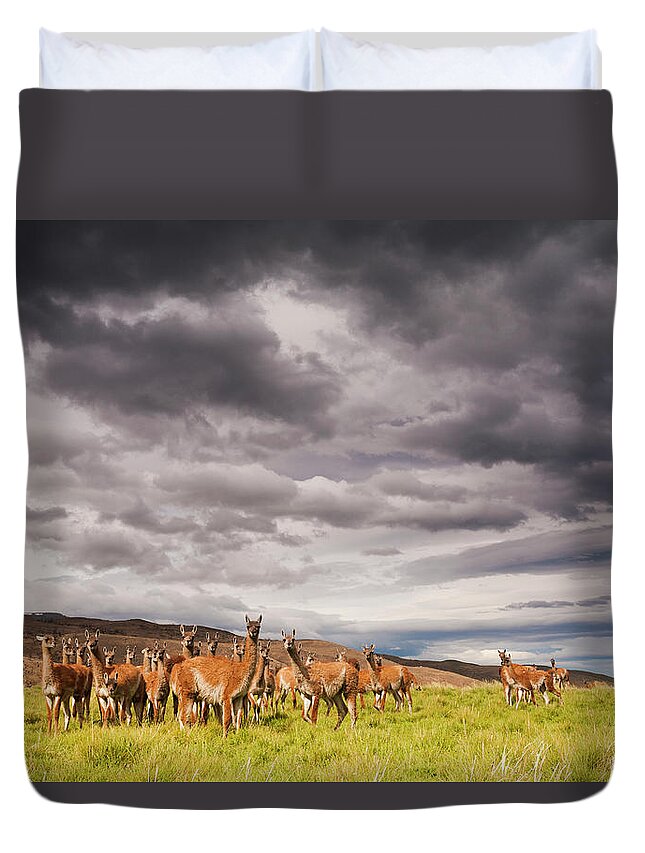 Vertebrate Duvet Cover featuring the photograph Guanacos, A Small Group Of Animals In by Mint Images - Art Wolfe