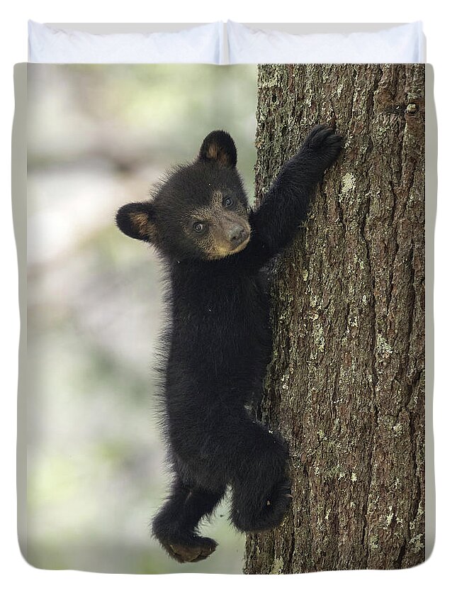 Bear Duvet Cover featuring the photograph Hang In There by Everet Regal