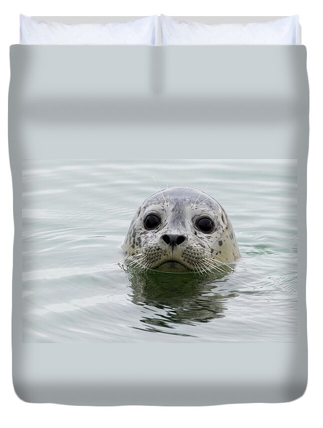 Sebastian Kennerknecht Duvet Cover featuring the photograph Harbor Seal Pup In Elkhorn Slough by Sebastian Kennerknecht