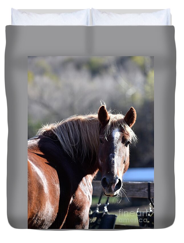 Rosemary Farm Duvet Cover featuring the photograph Harper by Carien Schippers