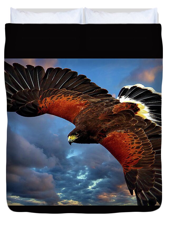 Harris Hawk Duvet Cover featuring the photograph Harris' Hawk in Flight by Russ Harris
