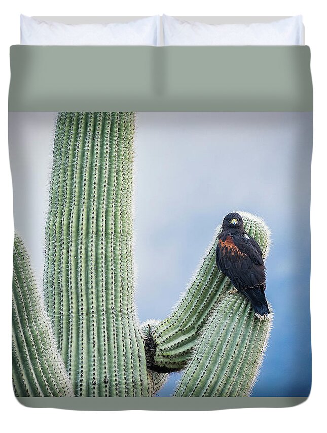 Harris's Hawk Duvet Cover featuring the photograph Harris's Hawk On A Saguaro by Saija Lehtonen