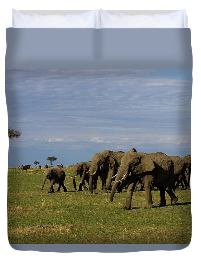 Kenya Duvet Cover featuring the photograph Herd Of African Elephants At Maasai by Darrell Gulin