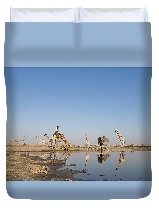 Scenics Duvet Cover featuring the photograph Herd Of Giraffe At Water Hole, Botswana by Paul Souders