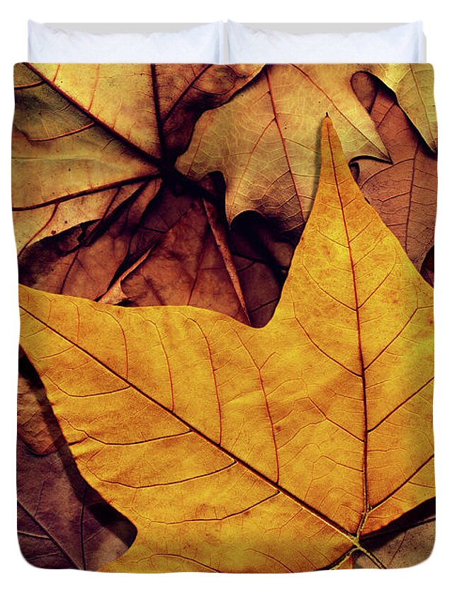 Orange Color Duvet Cover featuring the photograph High Resolution Dry Maple Leaf On by Miroslav Boskov