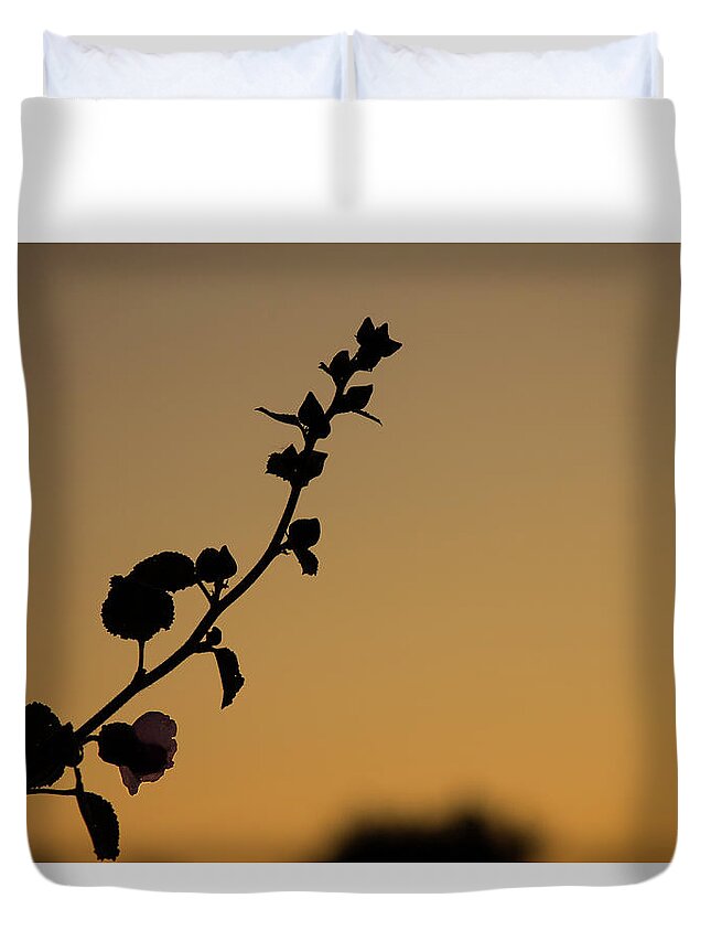 Hollyhock Duvet Cover featuring the photograph Hollyhock at Dawn by Jonathan Thompson