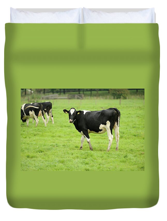 Scenics Duvet Cover featuring the photograph Holstein Cows In A Meadow by Vliet