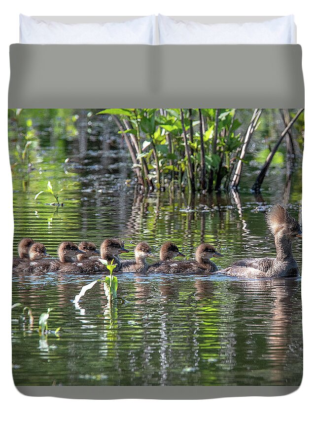 Nature Duvet Cover featuring the photograph Hooded Merganser and Her Ducklings DWF0200 by Gerry Gantt