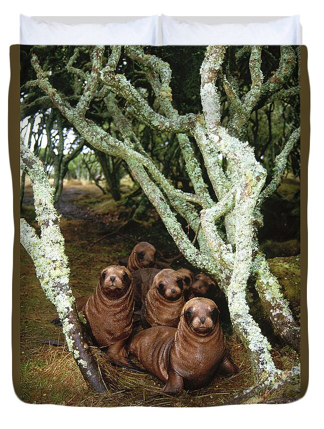 00140481 Duvet Cover featuring the photograph Hooker's Sea Lion Pup in Rata Forest by Tui De Roy