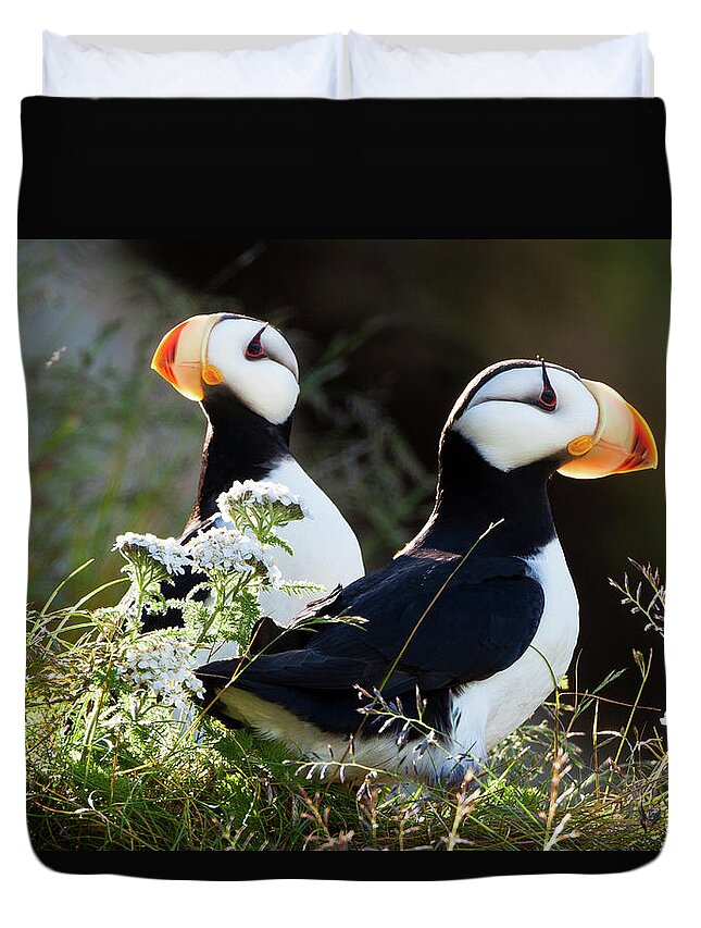 Vertebrate Duvet Cover featuring the photograph Horned Puffins, Lake Clark National by Mint Images/ Art Wolfe