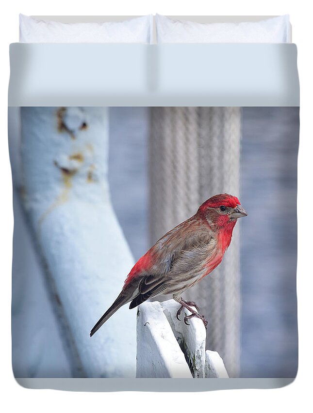 Finch Duvet Cover featuring the photograph House Finch on the U.S.S. Wisconsin by Nicole Lloyd