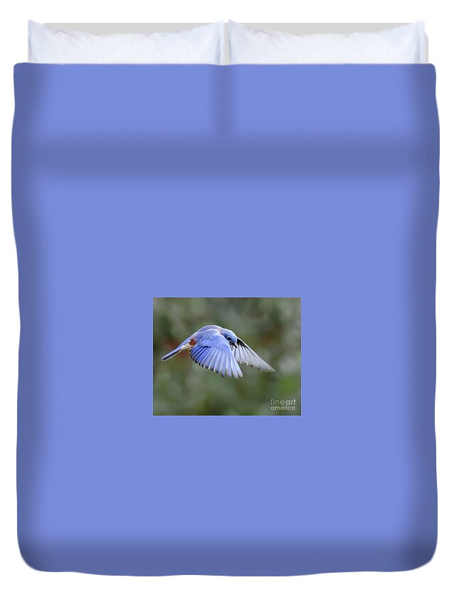 Bluebird Duvet Cover featuring the photograph Hovering Bluebird by Amy Porter