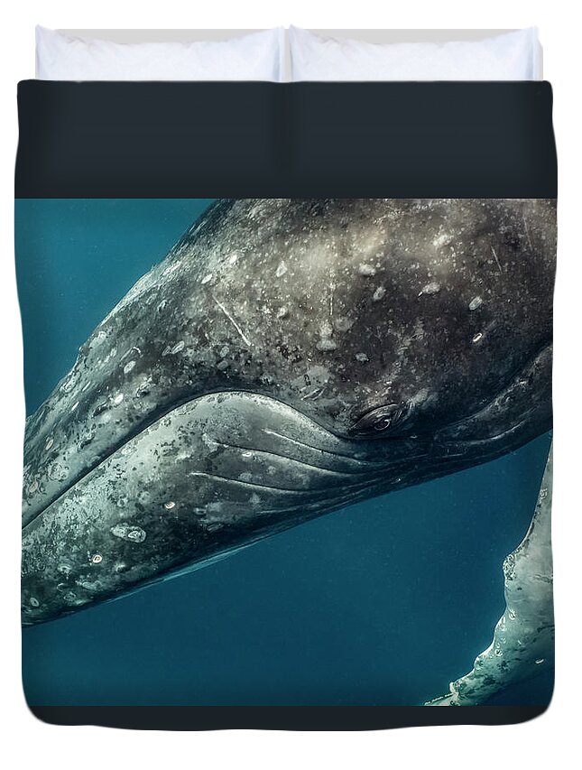 Animal Duvet Cover featuring the photograph Humbpack Whale Up Close by Tui De Roy